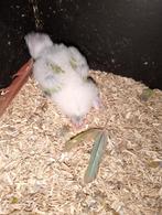 Pyhurra, Dieren en Toebehoren, Vogels | Parkieten en Papegaaien, Meerdere dieren, Parkiet, Geringd