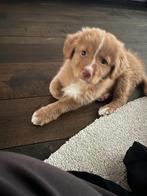 Nova scotia duck tolling retriever pups met stamboom, Overige rassen, CDV (hondenziekte), 8 tot 15 weken, Teef