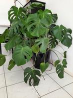 Monstera gatenplant 70cm hoog, Ophalen, Overige soorten