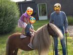 Knappe en betrouwbare shetlandmerrie, Merrie, Met stamboom, Niet van toepassing, A pony (tot 1.17m)