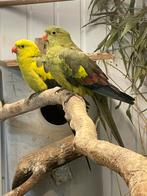 Broedkoppel bergparkieten, Dieren en Toebehoren, Vogels | Parkieten en Papegaaien, Meerdere dieren, Parkiet, Geringd