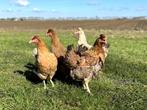 Cream Legbar baby kuikens hennetjes, gesekst en ingeënt, Dieren en Toebehoren, Pluimvee, Vrouwelijk, Kip