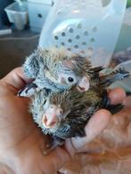 Baby valk parkieten 4 weekjes, Meerdere dieren, Parkiet, Tam
