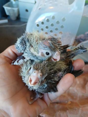 Baby valk parkieten 4 weekjes  beschikbaar voor biedingen