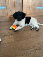Prachtige Friese stabij pup teefje, Rabiës (hondsdolheid), 8 tot 15 weken, Teef, Eén hond