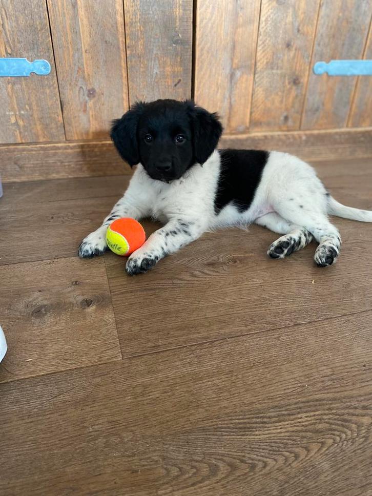 Prachtige Friese stabij pup teefje, Dieren en Toebehoren, Honden | Niet-rashonden, Middel, Teef, Particulier, Eén hond, Nederland