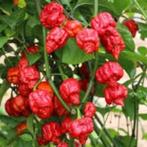 Armageddon peper Bio, Volle zon, Vaste plant, Zomer, Ophalen
