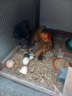 Kip Hollandse kriel goudpatrijs, Dieren en Toebehoren, Pluimvee, Vrouwelijk, Kip