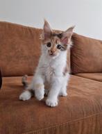 Mooi Maine coon poesje beschikbaar, Dieren en Toebehoren, Katten en Kittens | Raskatten | Langhaar, Poes, Gechipt, 0 tot 2 jaar