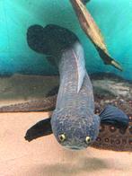 Channa marulioides, Dieren en Toebehoren