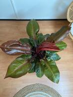 Philodendron prince of orange XXL, Huis en Inrichting, Kamerplanten, Ophalen