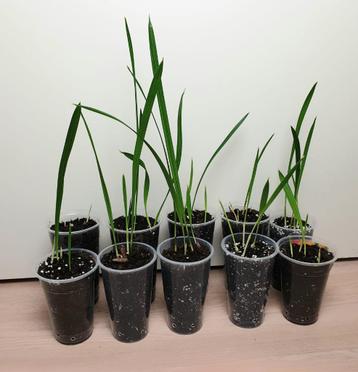 Baby dadelpalm, kamerplantjes, baby palm plantjes beschikbaar voor biedingen