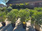 Palmbomen humilis chamerops, Tuin en Terras, Volle zon, Ophalen of Verzenden, 100 tot 250 cm, Zomer
