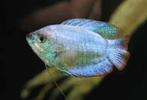 blauwe neon dwerg gourami, Vis