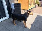 Gezocht jack russel dekreu, Dieren en Toebehoren, Honden | Jack Russells en Terriërs, 6 jaar of ouder, Jack Russell Terriër, Reu