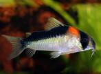 Ik zoek. Corydoras adolfoi!, Dieren en Toebehoren, Vissen | Aquariumvissen, Vis, Zoetwatervis
