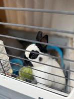 Dwergkonijn zoekt nieuw baasje, Dieren en Toebehoren, Konijnen, Mannelijk, Dwerg