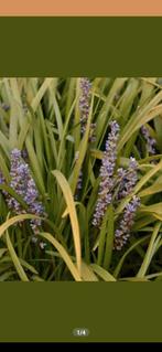Liriope muscari, leliegras, groenblijvend, Tuin en Terras, Planten | Tuinplanten, Ophalen, Vaste plant, Siergrassen, Halfschaduw