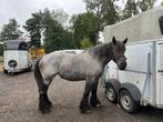 4 jarige blauwe merrie te koop of te ruil, Dieren en Toebehoren, Paarden, Merrie, Gechipt, Zadelmak, Tuigpaard