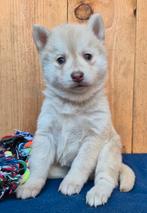 Pomsky x Shiba inu pups, Nederland, Parvo, 8 tot 15 weken, Poolhond