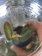 Terrarium plant Begonia thelmae, Ophalen of Verzenden, Overige soorten, Minder dan 100 cm