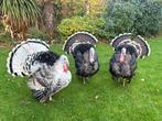 Kalkoenen te koop, Dieren en Toebehoren, Pluimvee, Meerdere dieren, Kalkoen
