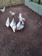 Bonte leghorm broedeieren, Dieren en Toebehoren, Pluimvee, Geslacht onbekend, Kip