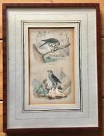 PRENTENKABINET PAULUS SWAEN ZELDZAME STAALGRAVURE VOGELS, Ophalen of Verzenden