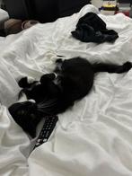 Poezen, Dieren en Toebehoren, Poes, 0 tot 2 jaar
