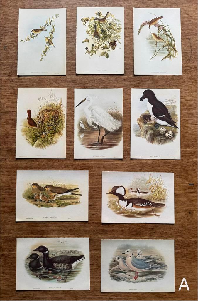 19e eeuwse vintage vogelprenten illustraties ansichtkaarten, Verzamelen, Ansichtkaarten | Dieren, Voor 1920, Vogel, Ophalen of Verzenden