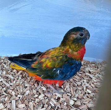 Turquoisine parkieten koppels beschikbaar voor biedingen