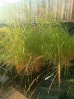Siergras siergrassen  aanbieding, Tuin en Terras, Planten | Tuinplanten, Ophalen, Zomer, Siergrassen, Volle zon