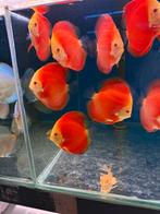 Discus super red melon discusvissen, Vis