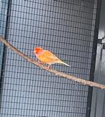 Prachtige harlekijn man met kuif, Dieren en Toebehoren, Mannelijk, Postuurkanarie