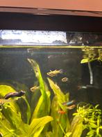 Jonge guppy’s (Endler-guppy), Vis