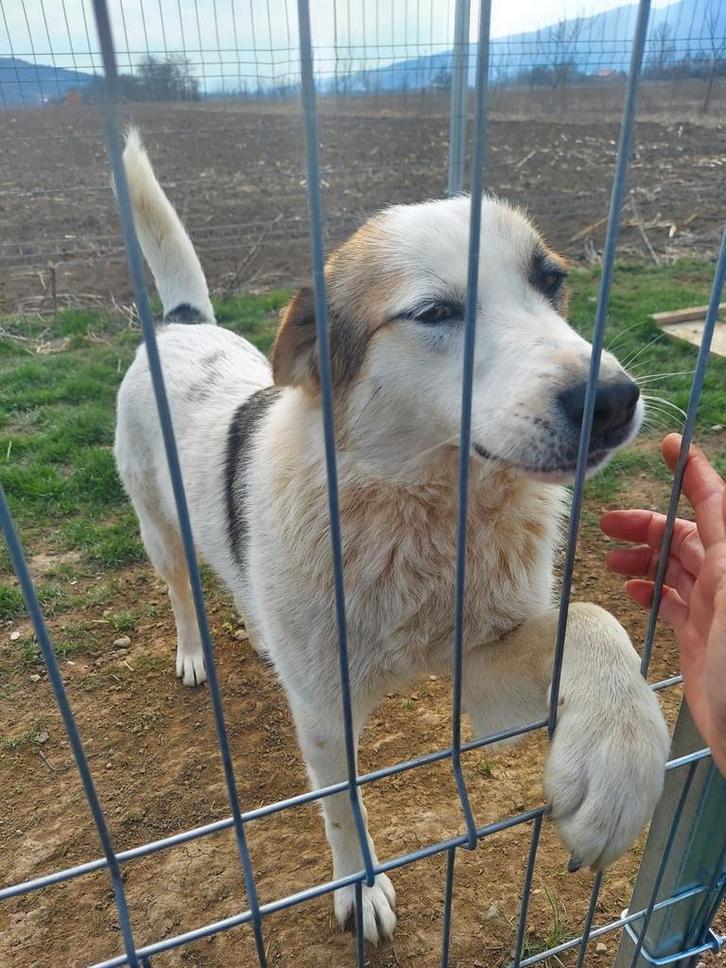 Lory is ter adoptie!, Dieren en Toebehoren, Honden | Niet-rashonden, Middel, Teef, Handelaar, Eén hond, Buitenland, 1 tot 2 jaar