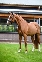 Lieve E pony zoekt een liefdevol huis, Dieren en Toebehoren, 11 jaar of ouder, E pony (1.48m - 1.57m), L, Ruin