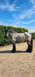 Grote, lieve trekpaardruin, Ruin, Recreatiepaard