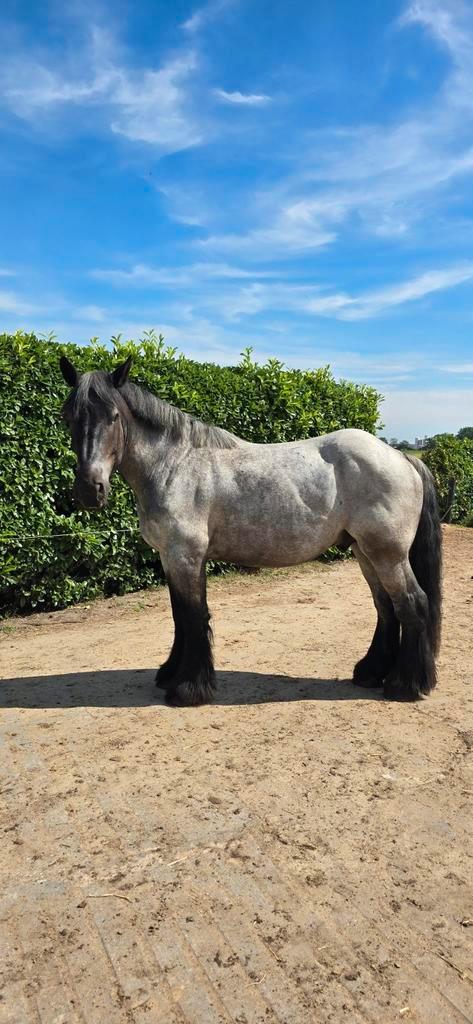 Grote, lieve trekpaardruin, Dieren en Toebehoren, Paarden, Ruin, Recreatiepaard