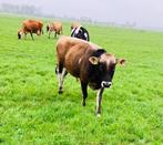 jersey stier, Dieren en Toebehoren, Runderen, Mannelijk, 0 tot 2 jaar