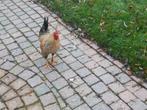 Haan en hen gratis, Dieren en Toebehoren, Pluimvee, Meerdere dieren, Kip
