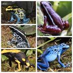 Mooie tricolor kikker, Dieren en Toebehoren, Reptielen en Amfibieën, 0 tot 2 jaar, Amfibie