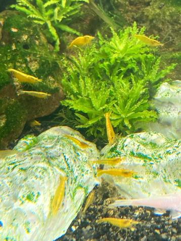 Yellow Neon Fire (gele) garnalen | Neocaridina beschikbaar voor biedingen