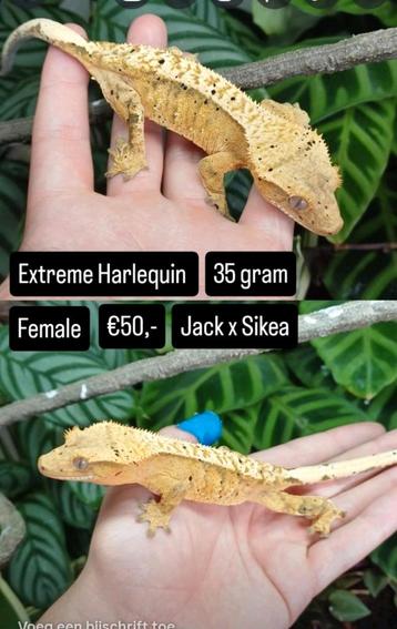 0.1 Extreme Harlequin Wimpergekko 2023 beschikbaar voor biedingen