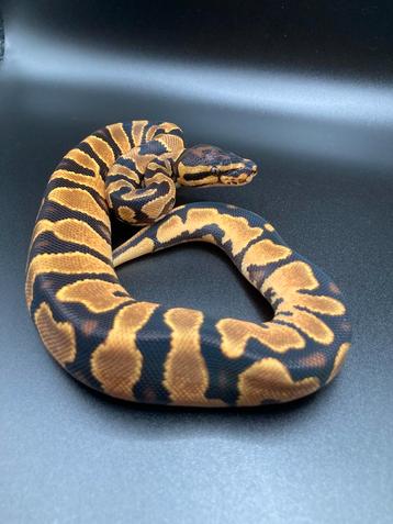 1.0 Orange Dream het Pied ball python regius te koop beschikbaar voor biedingen