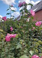 Hoge hibiscus syriacus 'Woodbridge' (altheastruik), Ophalen, Overige soorten, Struik, 100 tot 250 cm