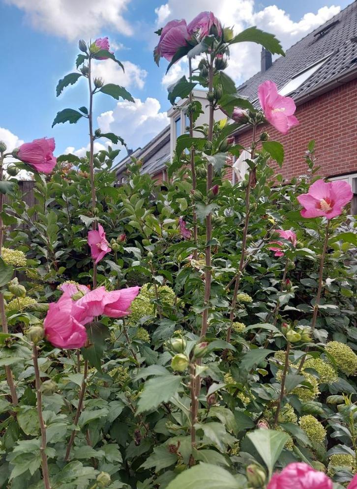 Hoge hibiscus syriacus 'Woodbridge' (altheastruik), Tuin en Terras, Planten | Struiken en Hagen, Struik, Overige soorten, 100 tot 250 cm