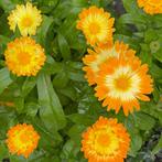 Zaden goudsbloem Oopsy Daisy (Calendula officinalis), Ophalen of Verzenden, Voorjaar, Volle zon, Zaad