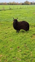 2 zwarte Racka schapen, Dieren en Toebehoren, Schapen, Geiten en Varkens, Mannelijk, Schaap, 0 tot 2 jaar