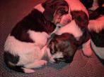 Engelse basset hound pups, Dieren en Toebehoren, Parvo, Basset, 8 tot 15 weken, Meerdere